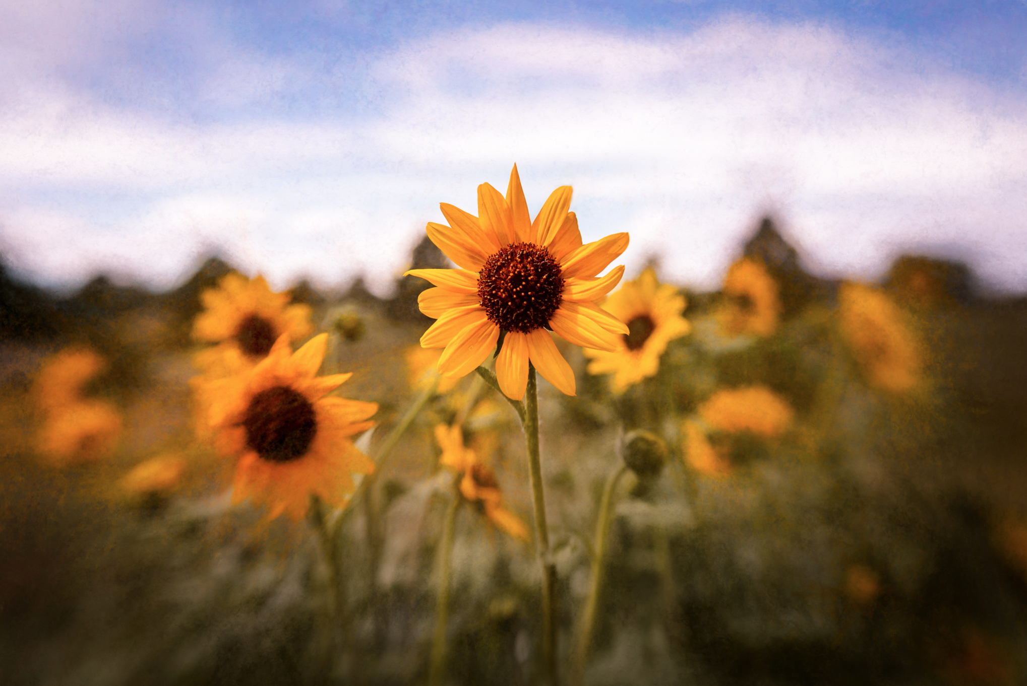 Zonnebloemen